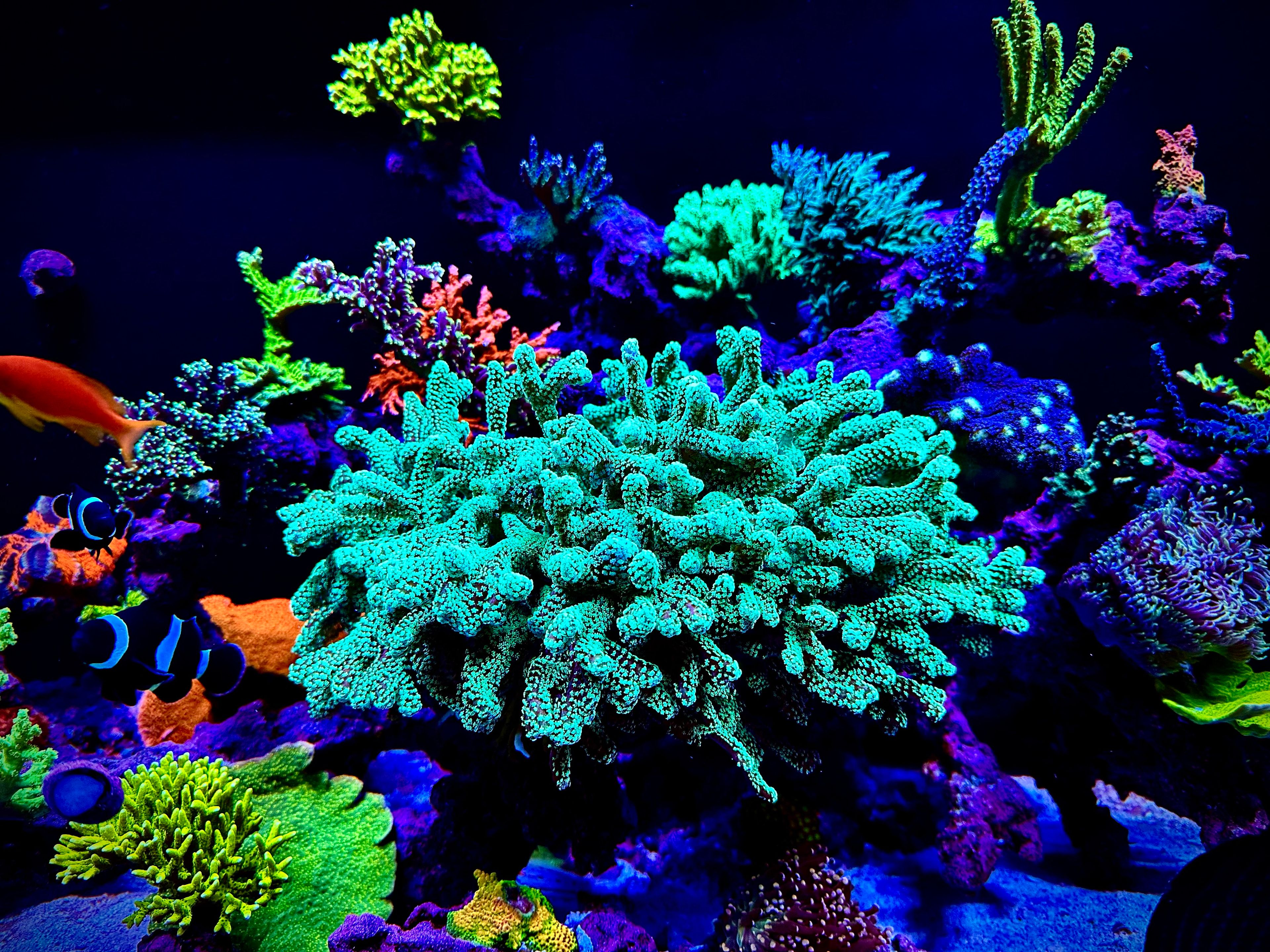 Birdsnest coral