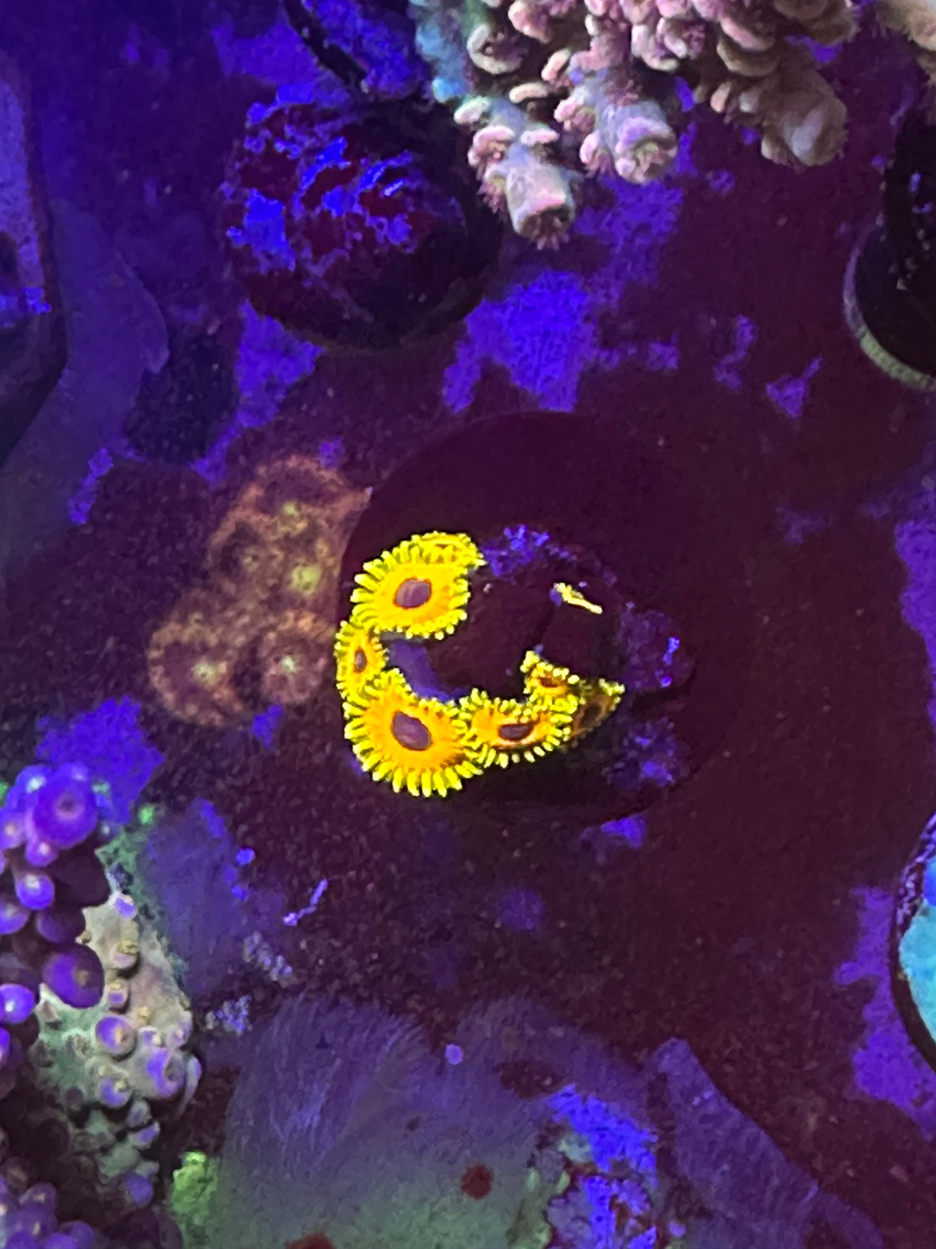 Frag Swap listing image
